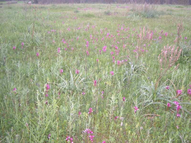 campo di orchis papilionacee..